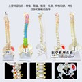 人体脊柱模型1:1成人医学正骨练习骨骼模型颈椎腰椎脊椎骨架模型