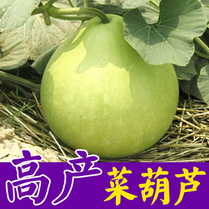 农家可食用菜葫芦种子苗子巨型圆瓢瓠籽 春夏四季播切条蔬菜籽