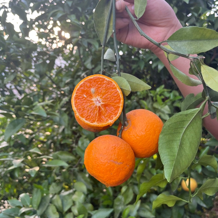 （最后几天）四川攀枝花高山小沃柑砂糖橘一箱9斤净重现摘桔蜜橘