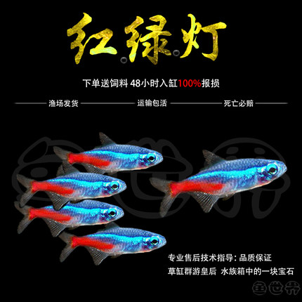 红绿灯小型灯科鱼孔雀鱼热带观赏鱼淡水宝莲灯鱼活体鱼群游鱼包邮