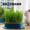 猫草盆栽小麦种子粒土培懒人成猫幼猫去毛球化毛零食水培猫咪用品