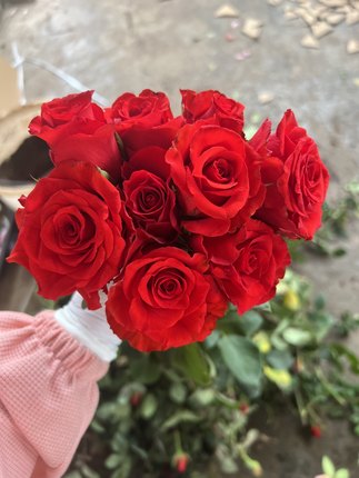 珍爱红玫瑰小苗带土发货 云南切花花苗 月季阳台楼顶庭院盆栽绿植