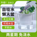 绿萝花盆自动吸水陶瓷