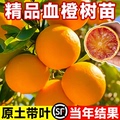 橙子树苗+赣南