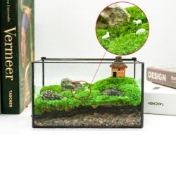 植物青苔微景盒子玻璃盆景苔藓微景观微缩森林生态瓶缸桌面摆件