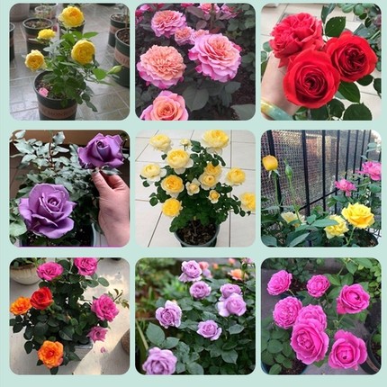 玫瑰花苗盆栽四季带花苞花卉大花月季蔷薇室内阳台庭院观花绿植物