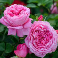 庞巴度玫瑰 大花强香 戴尔巴德灌木月季月季蔷薇玫瑰花卉盆栽庭院