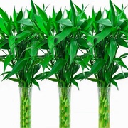 富贵竹水培植物水养转运竹客厅室内绿萝盆栽发财树好养竹子节节高