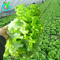 多种生菜叶菜种子蔬菜籽农田菜园可盆栽香菜油麦菜菠菜蔬菜种子