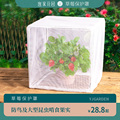 草莓防虫罩阳台植物保护防鸟网蔬菜瓜果透气白纱网套尺寸可定制