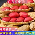 广东红皮花生带壳新货农家新鲜晒乾生的四粒红衣花生米2023新货