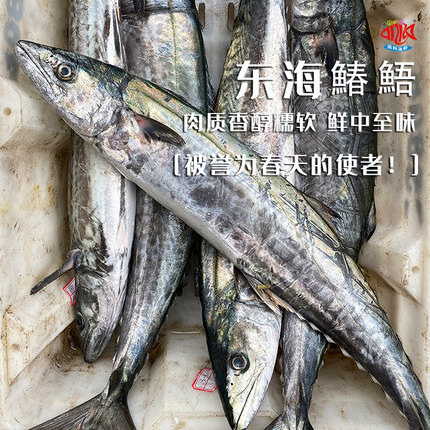 【闹妈海鲜】[热气]春天的使者舟山马鲛鱼各种规格