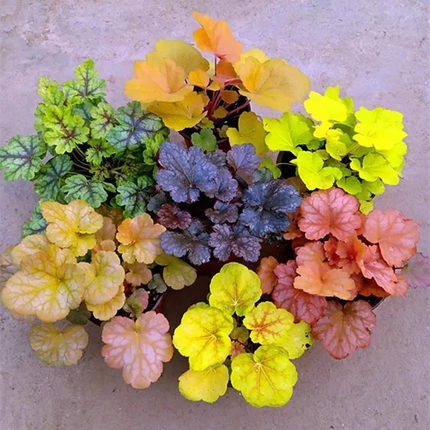 矾根植物盆栽中苗组合套餐耐寒阳台花园庭院室内四季观叶花卉包邮