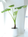新品大型滴水观音绿植大叶海芋 象耳芋北欧造型观叶植物室内客厅