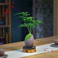 文竹盆栽植物室内桌面耐阴好养办公室茶桌面小绿植书房摆件小盆景