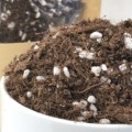 多肉轻质营养土蓬松通用型有机花土花泥专用花盆栽家用进口泥炭土