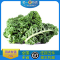 老一特卖 新鲜羽衣甘蓝叶杜丹绿叶花包菜Kale新鲜蔬菜 250g