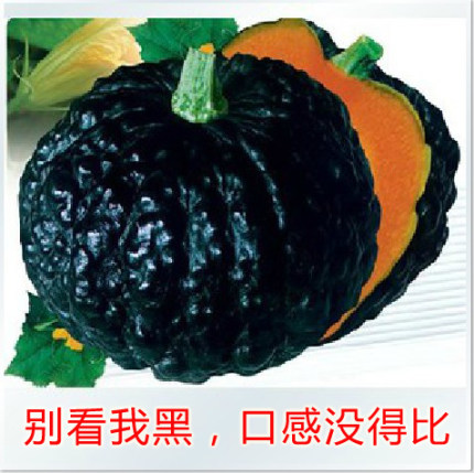 农家日本阳台种子小疙瘩型特大巨型高产板栗贝贝南瓜种籽蔬菜种孑