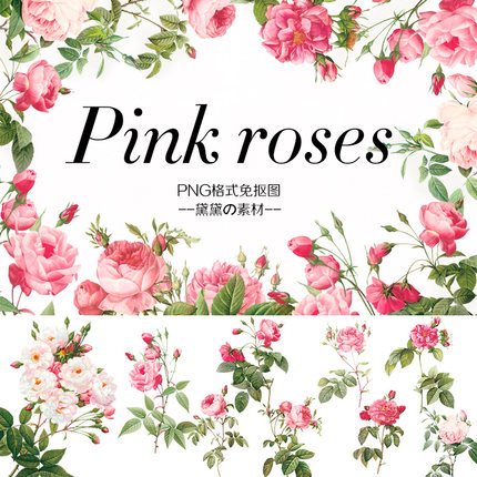 水彩手绘PNG免抠高清粉色玫瑰花卉花朵图片卡片设计美化装饰素材