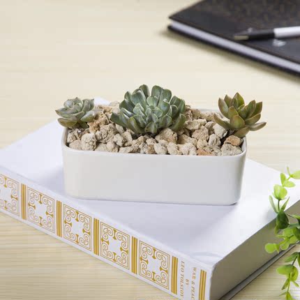 韩国简约大口径花钵创意多肉植物长方形白瓷盆景花盆瓷器工艺品件