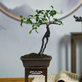 四川金掸子造型盆景桌面绿植观果客厅办公室好养提根小品植物盆栽