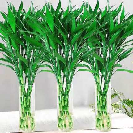富贵竹水培植物转运竹盆栽植物室内净化空气绿植花卉四季好养水养