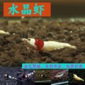 红白水晶虾