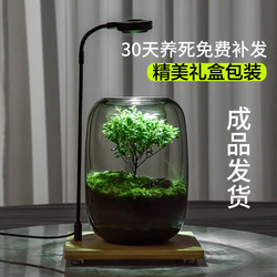 【生命之树】桌面苔藓微景观生态瓶办公室绿植盆栽生态缸成品盆景
