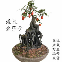 (1-50号)金弹子一物一拍造型弯根艺中国红练手小盆栽悬崖熟桩盆景