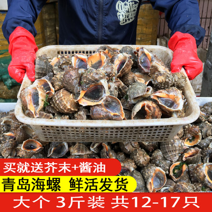 海螺鲜活新鲜青岛特产海捕海鲜水产贝类螺特大鲜活大海螺顺丰