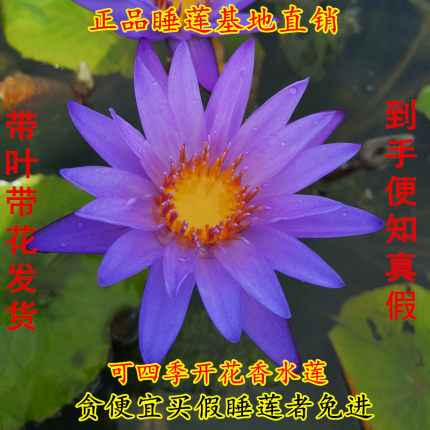 泰国紫睡莲带花苞成品苗家庭盆栽水培水生植物四季花卉碗莲根块茎