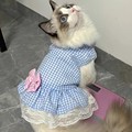 英短猫衣服