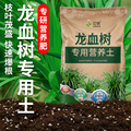 栽种龙血树专用土种龙须树营养土蓬松泥土无菌土壤专用肥料种植土