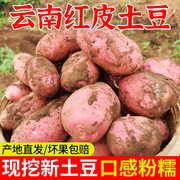 云南新鲜红皮黄心大土豆10斤包邮2024新农家红洋芋蔬菜批发马铃薯