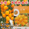 金福黄色樱桃番茄种子超甜黄色圣女果小柿子西红柿盆栽蔬菜种子籽