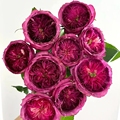 法国浓香蓝莓蛋糕玫瑰月季花苗四季开花紫色花卉庭院阳台盆栽切花