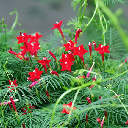 红色羽叶茑萝花种子庭院花种籽子孑四季开花室外盆栽爬藤攀援植物