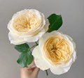 新品月季|皇家园林荷兰vip玫瑰单头玫瑰月季扦插小苗