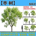 乔木-277-【枣树（果树）】max植物模型-园林景观室外3d植物模型