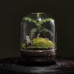 创意苔藓微景观生成室品生日礼物好养绿盆景桌面态瓶办公盆栽植缸