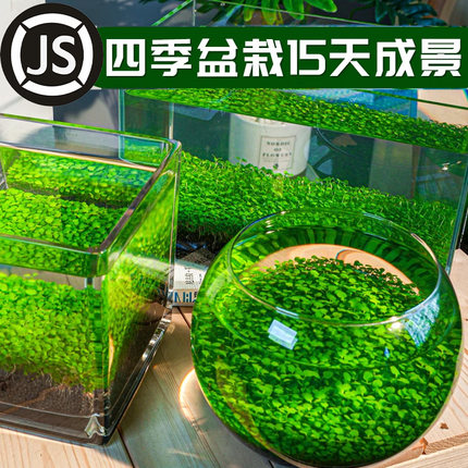 鱼缸水草种子生态玻璃瓶造景套餐植物种籽孑水培阴性真草盆栽装饰