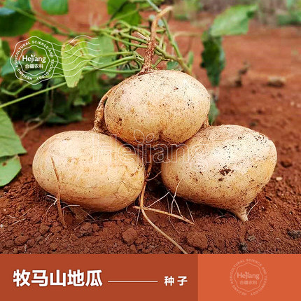 牧马山地瓜种籽子凉薯豆薯种子春季南方种植种 子蔬菜籽种孑大全