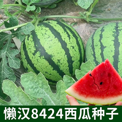 懒汉8424西瓜种子甜脆多汁薄皮麒麟瓜种籽农家小院阳台盆栽水果孑