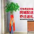 北京送货发财树室内大型独杆盆栽客厅办公室绿植物招财树开业礼品