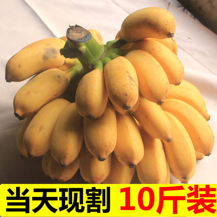 香蕉 5新鲜小米蕉带箱10斤芭蕉海南帝王蕉banana水果5苹果粉蕉3