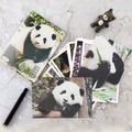 可爱大熊猫花花明信片写真12张特色成都基地旅游纪念品周边文创