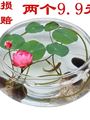 水培玻璃花瓶透明碗莲荷花铜钱草盆缸养睡莲的专用花盆鱼缸渐