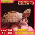 素食龟 吃菜龟