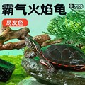 火焰龟冷水深水龟鱼龟混养活体小宠物小乌龟活物稀有清洁龟吃粪龟