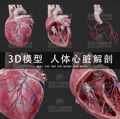 H058-C4D/MAYA/3DMAX三维素材 医学人体心脏解剖 3D模型素材